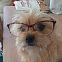 dog, glasses, pet, fluffy, cute, indoor, animal, face, furry, portrait, table, wood, eyewear, closeup, domestic, mammal, adorable, brown, furniture, household