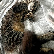 Kida participe au concours pour gagner de l'argent avec cette photo : cat, sleeping_cat, blanket, fur, paw, whiskers, cozy, nap, indoor, bed, tabby, closeup, pet, resting, tail, soft, domestic_animal, cute, portrait, texture