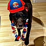 Oakley is registered to the contest to win money with this photo: accessories, animal, baseballcap, canine, cap, clothing, dog, face, flower, flowerarrangement, hardwood, hat, head, hound, labradorretriever, pet, plant, puppy, sunglasses, wood