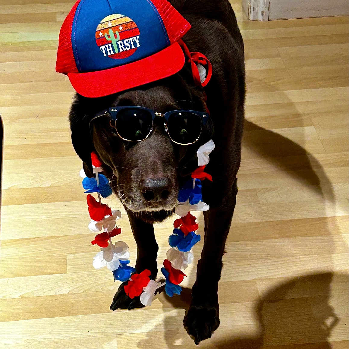 Oakley is registered to the contest to win money with this photo: accessories, animal, baseballcap, canine, cap, clothing, dog, face, flower, flowerarrangement, hardwood, hat, head, hound, labradorretriever, pet, plant, puppy, sunglasses, wood