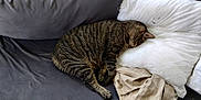 Bunny is registered to the contest to win money with this photo: animal, cat, comfortable, couch, cozy, curled_up, domestic_cat, feline, fur, home, indoor, nap, pet, pillow, relaxing, resting, sleeping, soft, striped, tabby