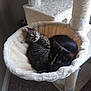 Bunny is registered to the contest to win money with this photo: animal, carpet, cat, cat_hammock, cat_tree, companion, cozy, cute, domestic, fur, furry, indoor, kitten, pet, relaxed, resting, snuggling, soft, tabby, tortoiseshell