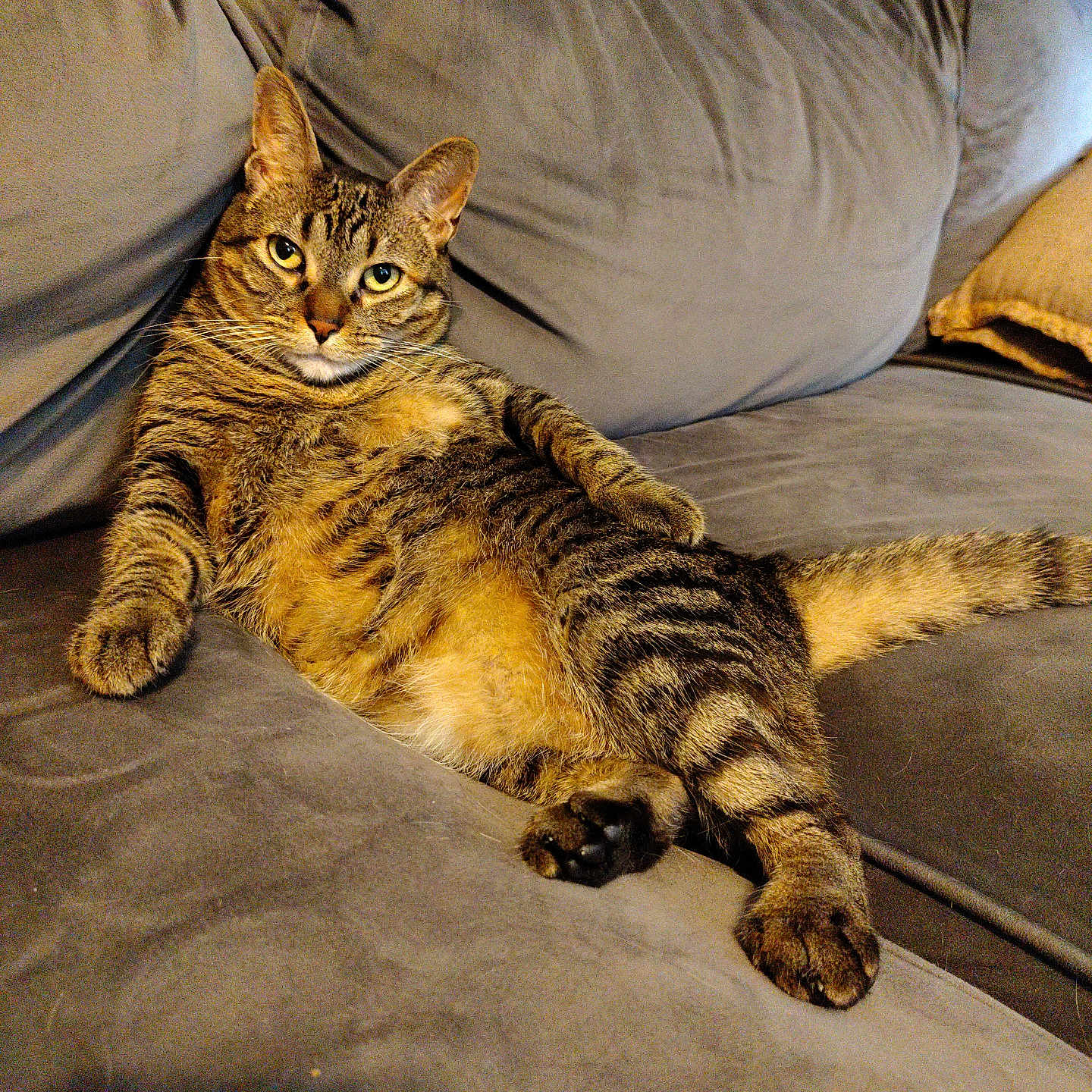 Bunny joined the competition — help win amazing prizes! animal, cat, comfortable, couch, cozy, feline, fur, home, indoor, looking, lounge, mammal, paw, pet, relaxed, resting, striped, tabby, tail, whiskers