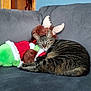 Bunny is registered to the contest to win money with this photo: animal, cat, comfortable, couch, cozy, domestic_cat, feline, fur, gray_couch, holiday, indoor, pet, plush_toy, relaxed, resting, snuggling, soft_toy, striped, stuffed_animal, tabby_cat