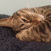 Bunny joined the competition — help win amazing prizes! animal, blanket, cat, closeup, cozy, cute, domestic_animal, eye, feline, fur, indoor, paw, pet, relaxation, resting, sleeping, soft, tabby, texture, whiskers