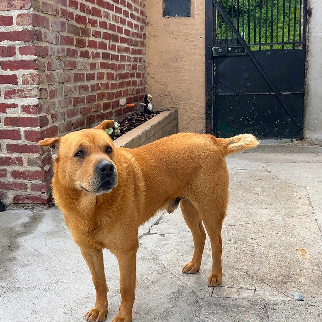 Scoob participe au concours pour gagner de l'argent avec cette photo : animal, brick_wall, brown_dog, canine, concrete, curious, daylight, dog, domestic_animal, fence, greenery, metal_gate, nature, outdoor, pet, plants, quiet, side_view, standing, yard