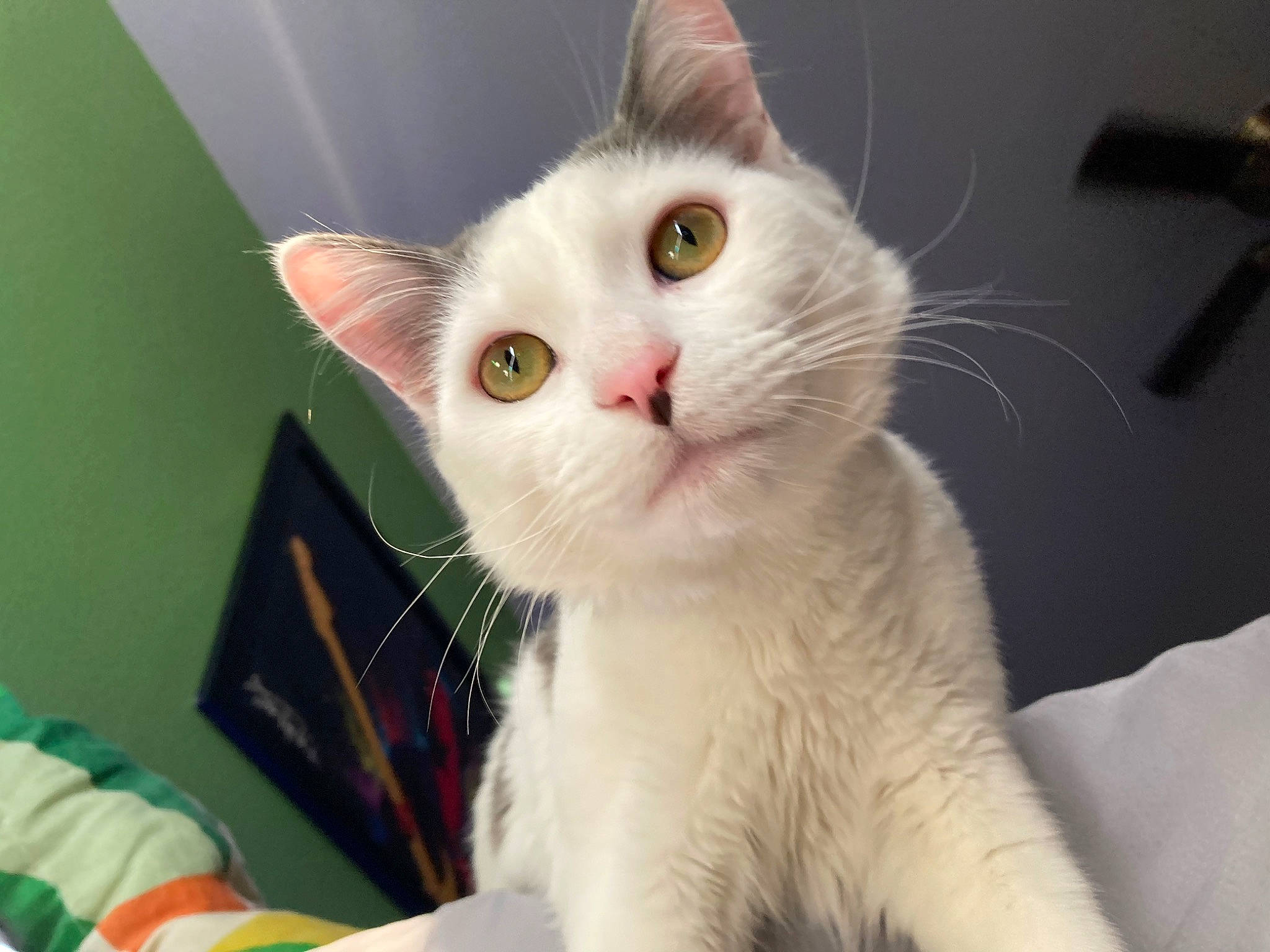 Milo is registered to the contest to win money with this photo: carnivore, cat, domestic_short_haired_cat, eye, felidae, fur, iris, paw, small_to_medium_sized_cats, snout, tail, whiskers