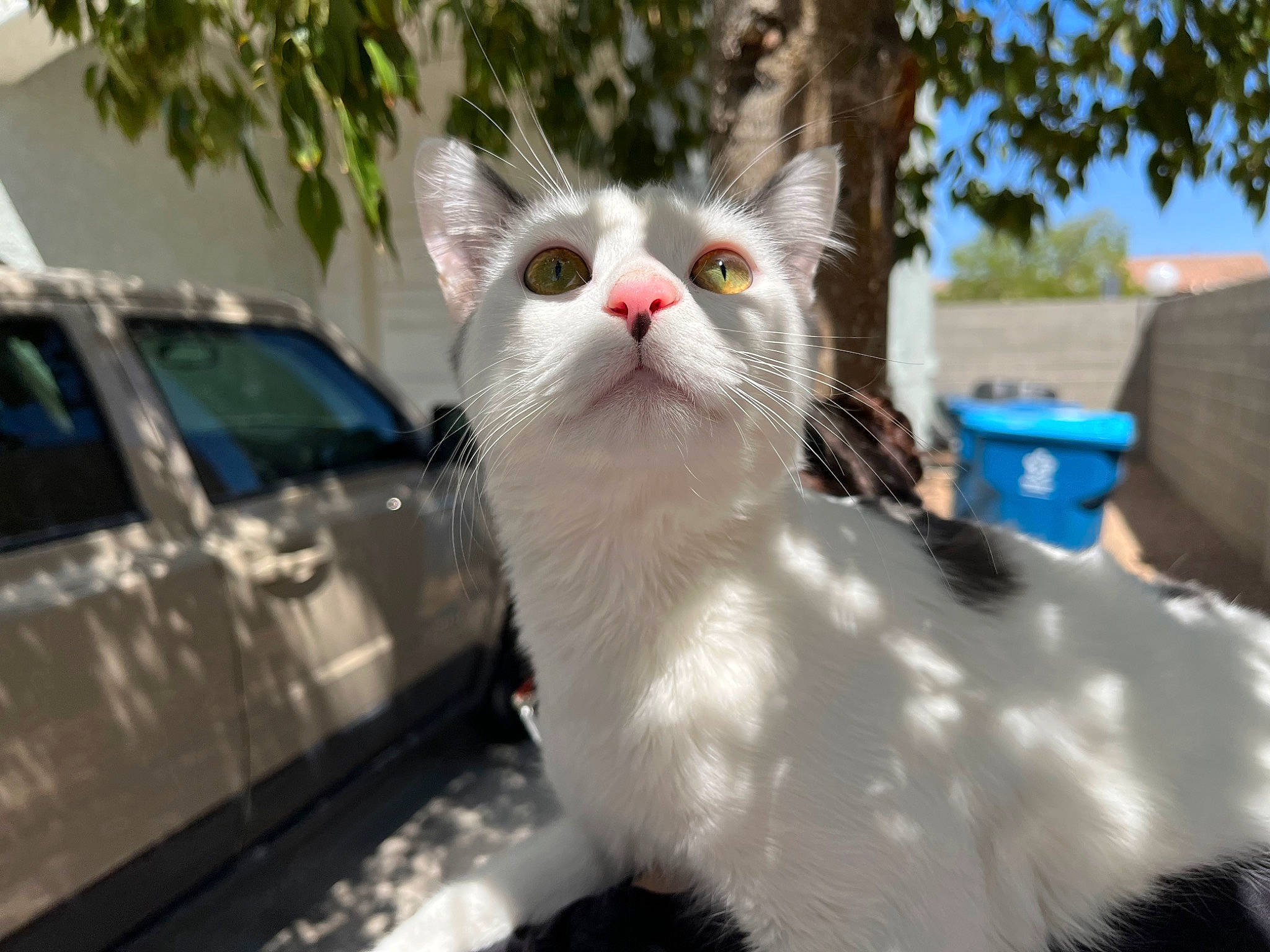 Milo is registered to the contest to win money with this photo: automotive_lighting, automotive_tire, car, carnivore, cat, domestic_short_haired_cat, felidae, fur, grass, plant, sky, small_to_medium_sized_cats, snout, tire, tree, vehicle, vehicle_door, whiskers, window, windshield