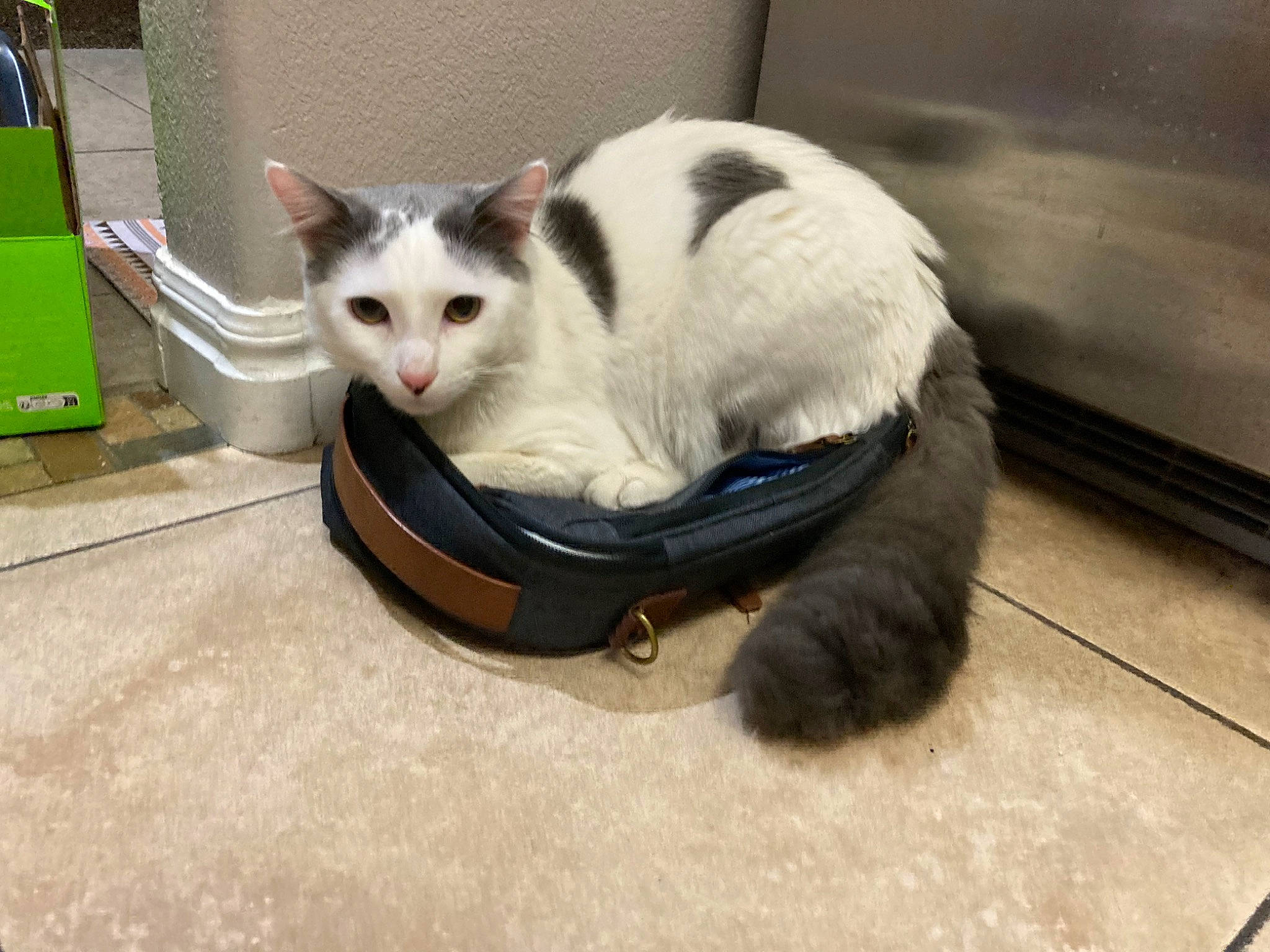 Milo is registered to the contest to win money with this photo: box, cardboard, carnivore, cat, chair, comfort, domestic_short_haired_cat, felidae, fender, flooring, fur, hardwood, paw, sitting, small_to_medium_sized_cats, snout, tail, whiskers, wood