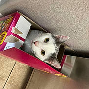 Milo joined the competition — help win amazing prizes! box, cardboard, carnivore, carton, cat, cat_supply, comfort_food, domestic_short_haired_cat, felidae, packaging_and_labeling, packing_materials, pet_supply, small_to_medium_sized_cats, snout, tail, whiskers