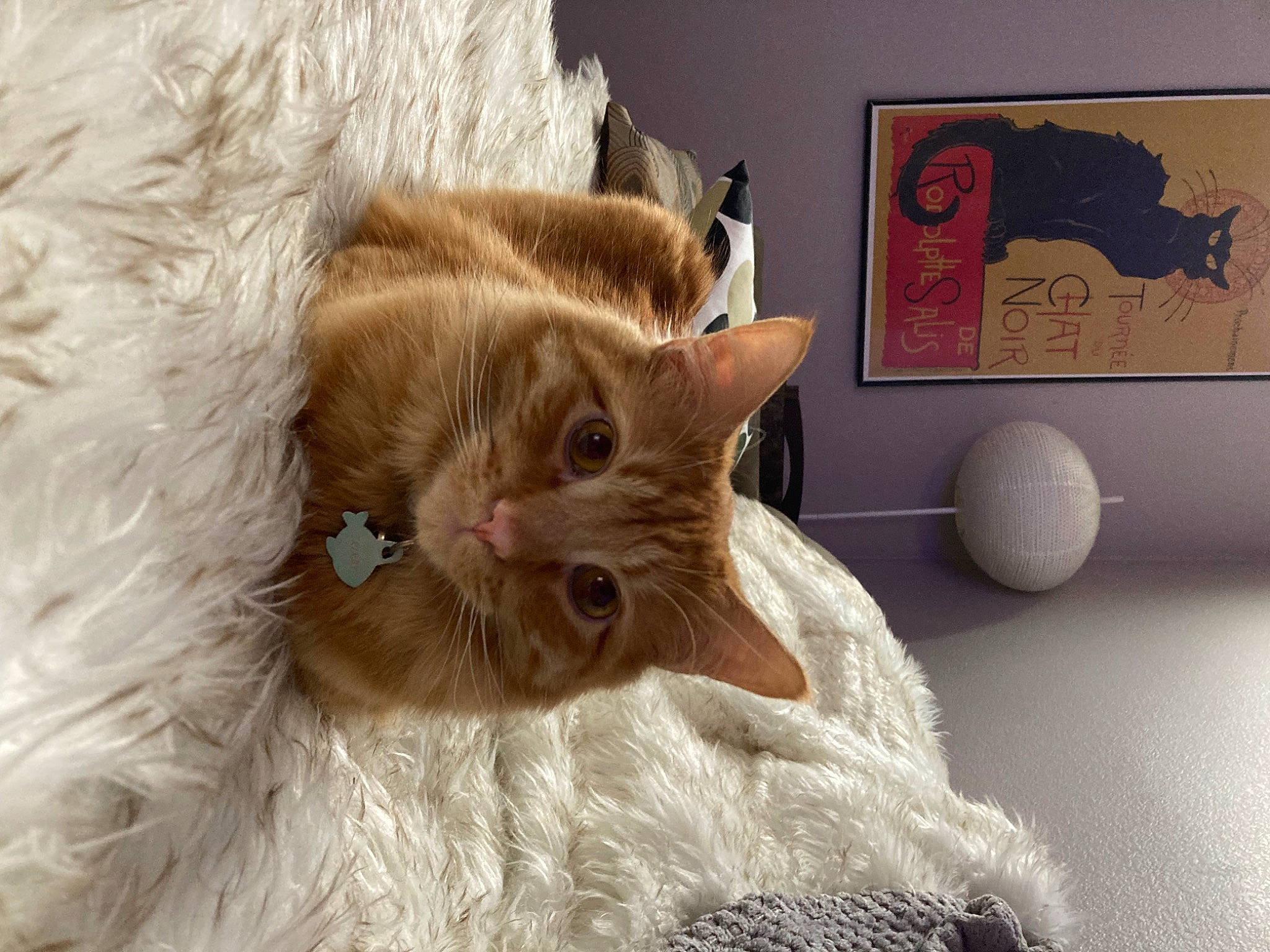Kirby is registered to the contest to win money with this photo: bed, carnivore, cat, claw, comfort, domestic_short_haired_cat, fawn, felidae, fur, linens, paw, peach, picture_frame, room, shelf, shelving, small_to_medium_sized_cats, tail, whiskers, wood