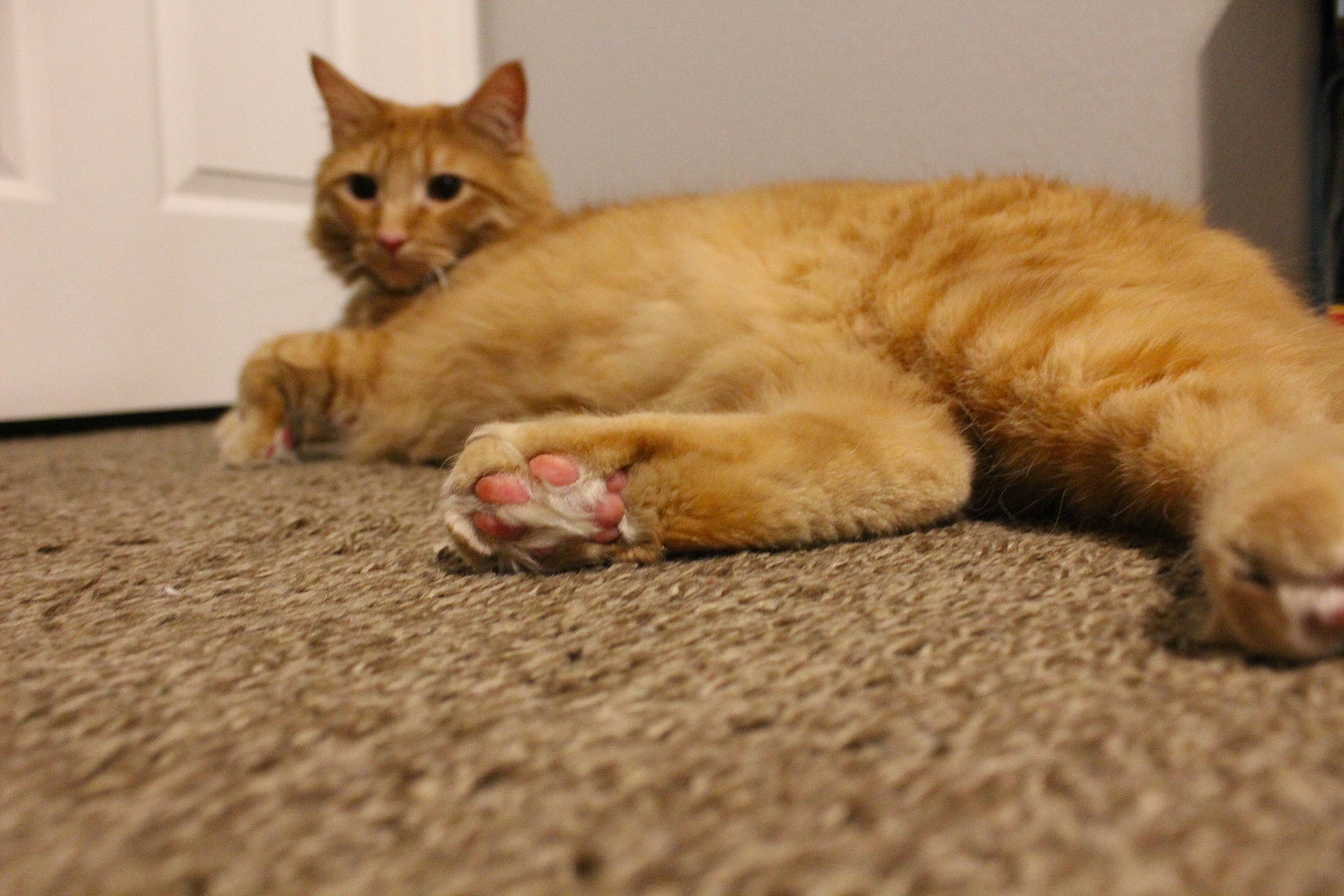 Kirby is registered to the contest to win money with this photo: carnivore, cat, cat_toy, claw, comfort, domestic_short_haired_cat, eye, fawn, felidae, flooring, fur, mammal, nap, paw, small_to_medium_sized_cats, snout, tail, terrestrial_animal, whiskers, wood