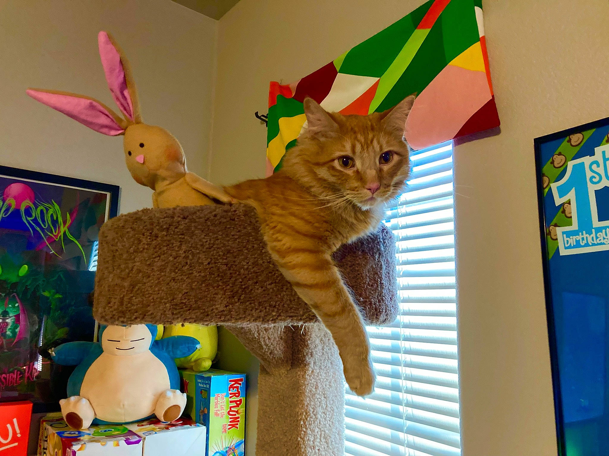 Kirby joined the competition — help win amazing prizes! art, carnivore, cat, domestic_short_haired_cat, event, fawn, felidae, fur, mammal, plush, room, shelving, small_to_medium_sized_cats, snapshot, stuffed_toy, tail, textile, toy, vertebrate, whiskers