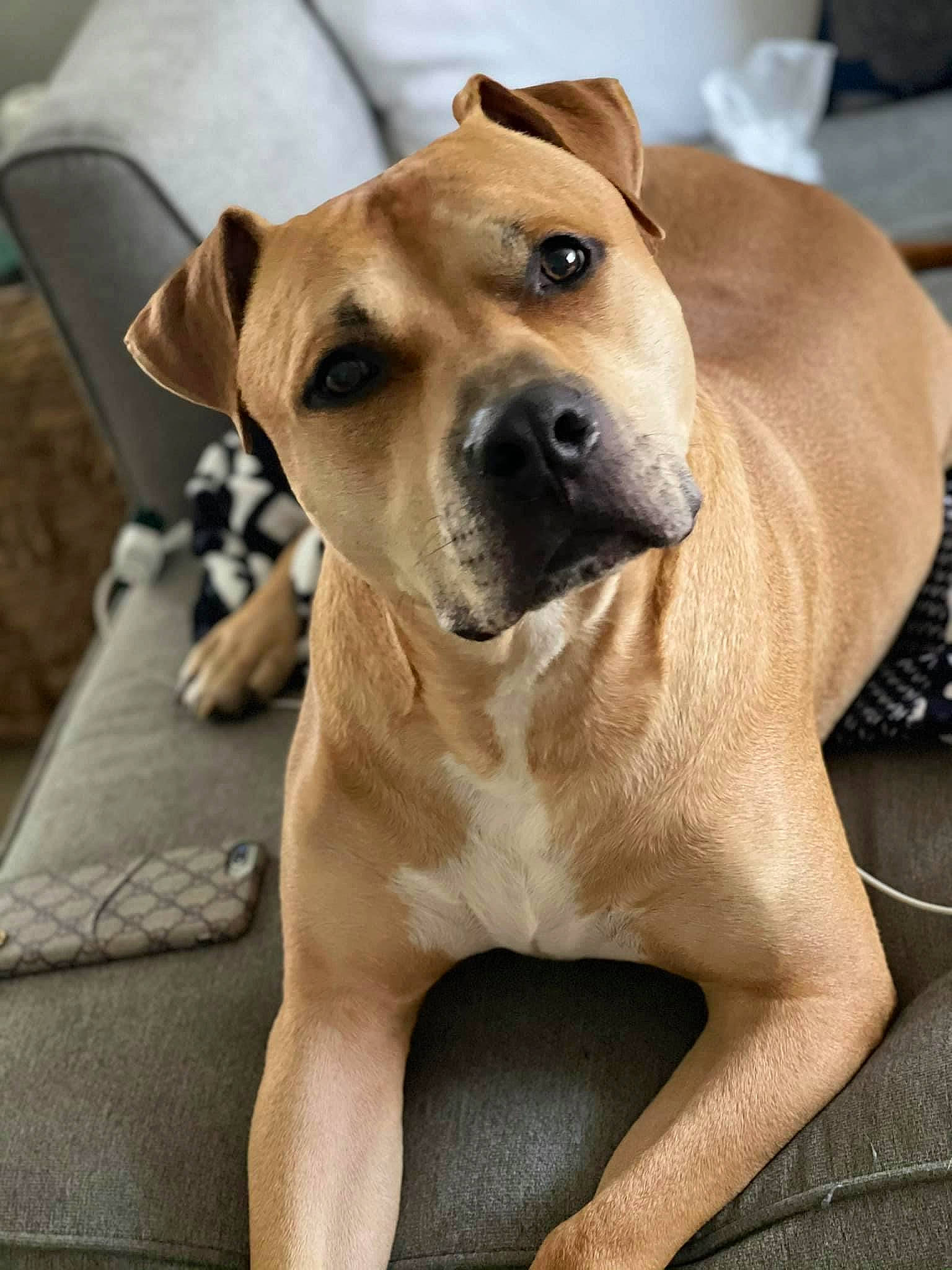 Champ is registered to the contest to win money with this photo: ancient_dog_breeds, canidae, carnivore, collar, companion_dog, dog, dog_breed, dog_collar, dog_supply, fawn, fur, non_sporting_group, paw, pet_supply, photo_caption, snout, sporting_group, terrestrial_animal, whiskers, working_animal