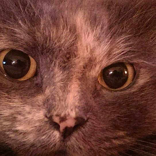 Mew is registered to the contest to win money with this photo: