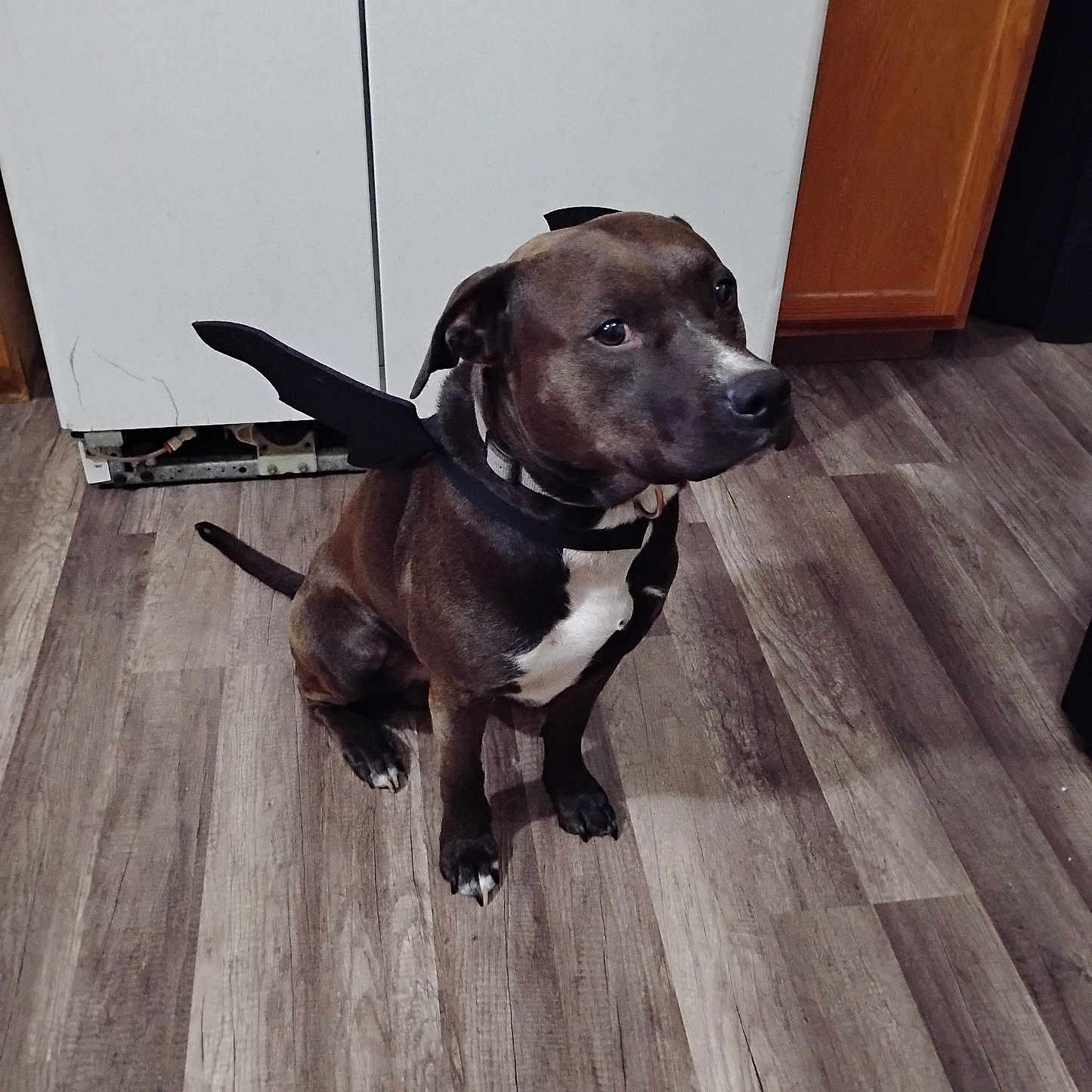 Shadow joined the competition — help win amazing prizes! accessories, animal, beagle, bulldog, canine, dog, hardwood, hound, indoors, interiordesign, labradorretriever, leash, pet, pitbull, plywood, pointer, puppy, stainedwood, strap, wood