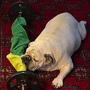 Bubby joined the competition — help win amazing prizes! bulldog, dog, white_dog, carpet, red_carpet, dumbbell, weight, exercise_equipment, indoor, resting, sleeping, pet, animal, paw, cloth, green_cloth, yellow_cloth, relaxation, floor, cute