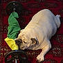 bulldog, dog, white_dog, carpet, red_carpet, dumbbell, weight, exercise_equipment, indoor, resting, sleeping, pet, animal, paw, cloth, green_cloth, yellow_cloth, relaxation, floor, cute