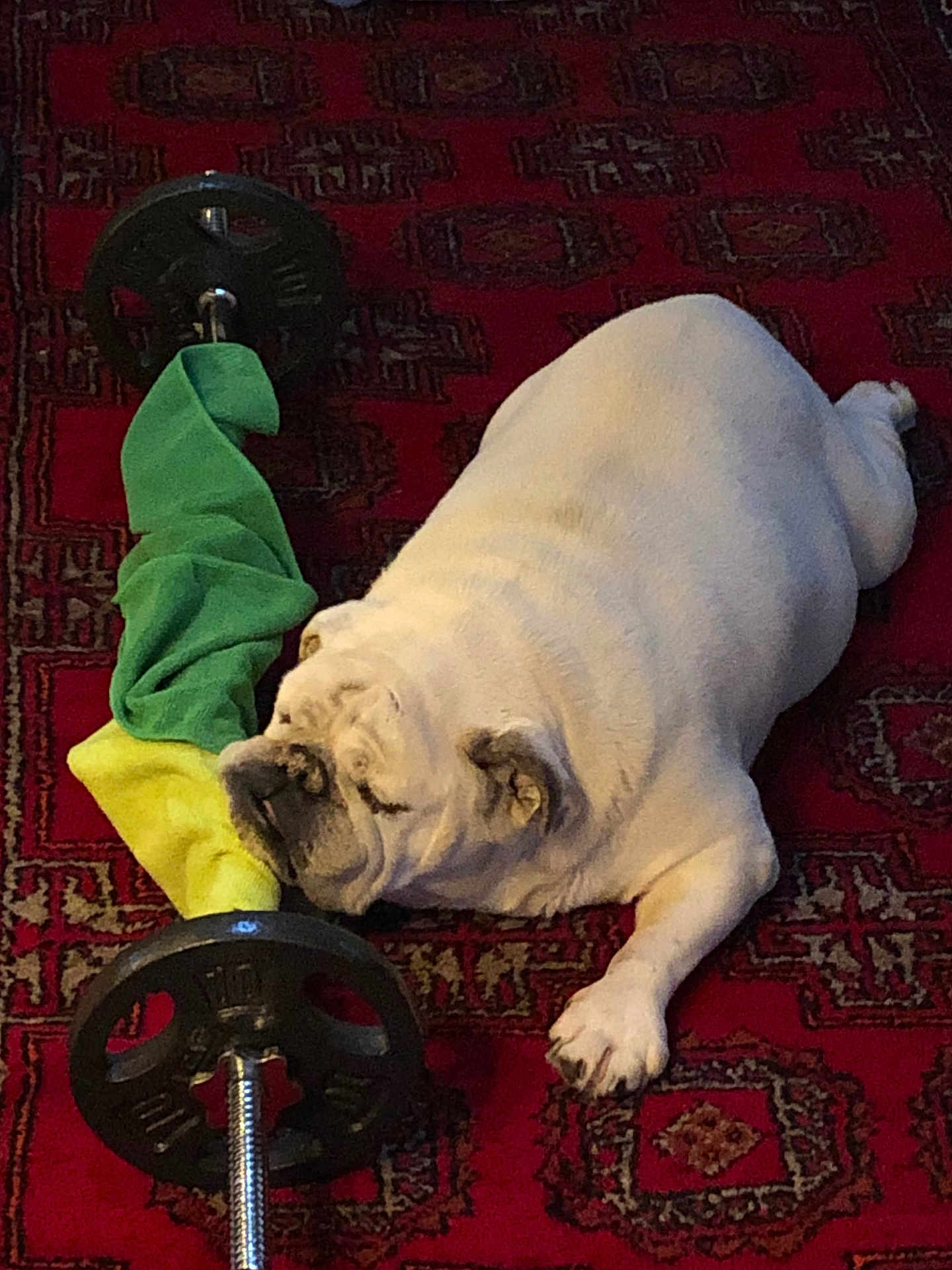 Bubby joined the competition — help win amazing prizes! bulldog, dog, white_dog, carpet, red_carpet, dumbbell, weight, exercise_equipment, indoor, resting, sleeping, pet, animal, paw, cloth, green_cloth, yellow_cloth, relaxation, floor, cute