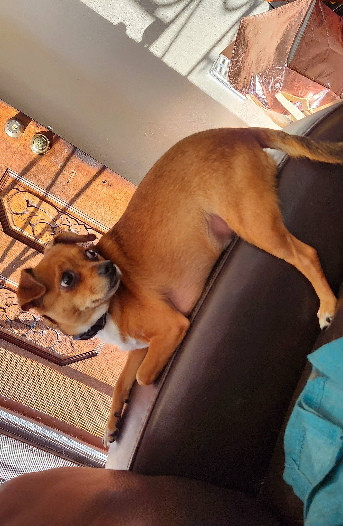 Bella. joined the competition — help win amazing prizes! canidae, carnivore, comfort, companion_dog, dog, dog_breed, fawn, flooring, hardwood, human_leg, liver, paw, pet_supply, snout, sporting_group, tail, toy_dog, whiskers, wood, working_animal