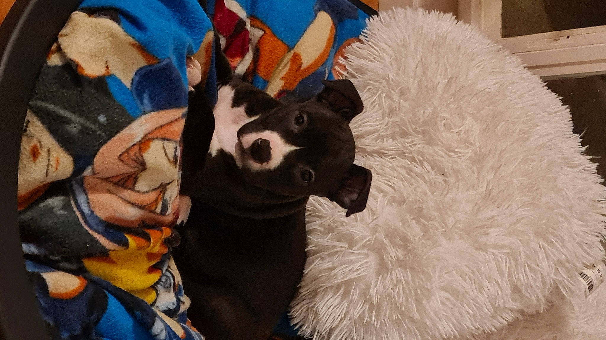 Nalah participe au concours pour gagner de l'argent avec cette photo : art, canidae, carnivore, companion_dog, dog_breed, event, fawn, felidae, fun, fur, fur_clothing, mammal, natural_material, plush, small_to_medium_sized_cats, snout, stuffed_toy, tail, whiskers, working_animal