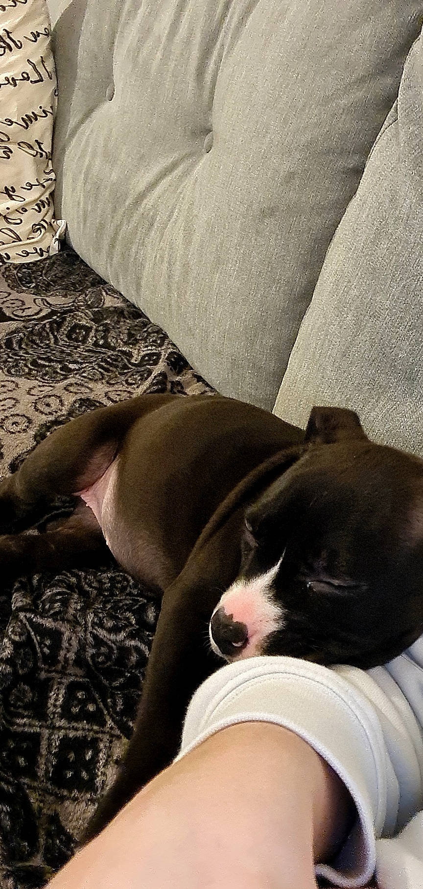 Nalah a rejoint le concours — aidez-le/la à gagner de superbes lots ! bored, boston_terrier, canidae, carmine, carnivore, comfort, companion_dog, couch, dog, dog_breed, fawn, grey, human_leg, linens, non_sporting_group, snout, sporting_group, whiskers, white, working_animal