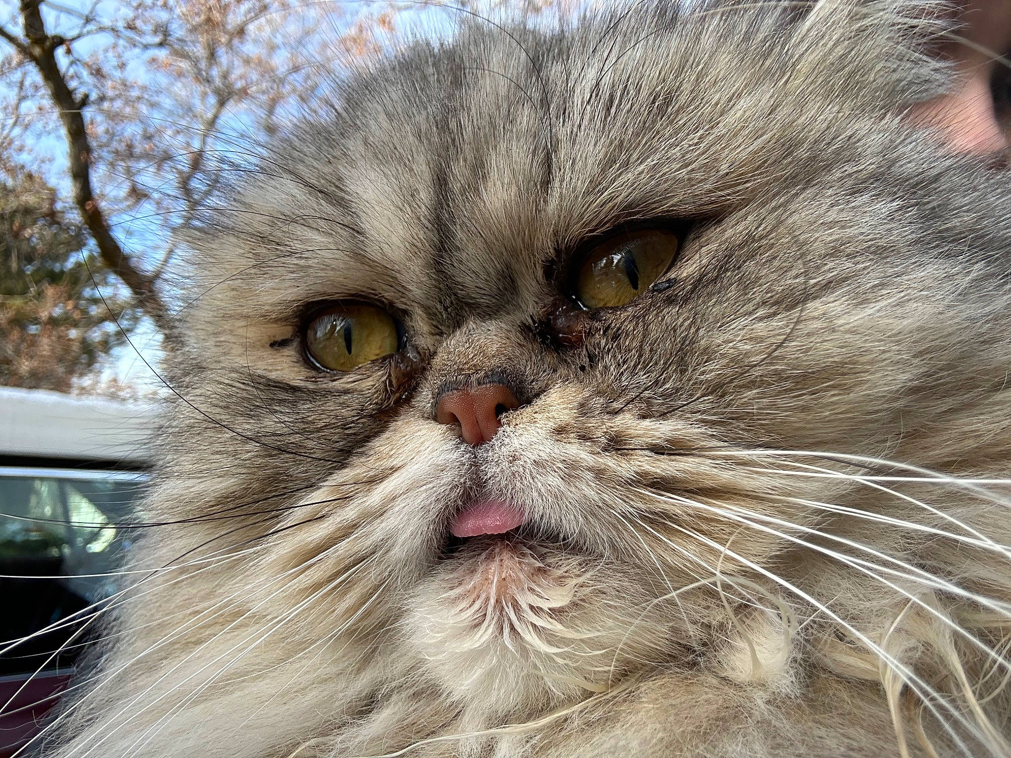 Mr. Miyagi joined the competition — help win amazing prizes! carnivore, cat, close_up, felidae, fur, iris, small_to_medium_sized_cats, snout, terrestrial_animal, vehicle, whiskers, window