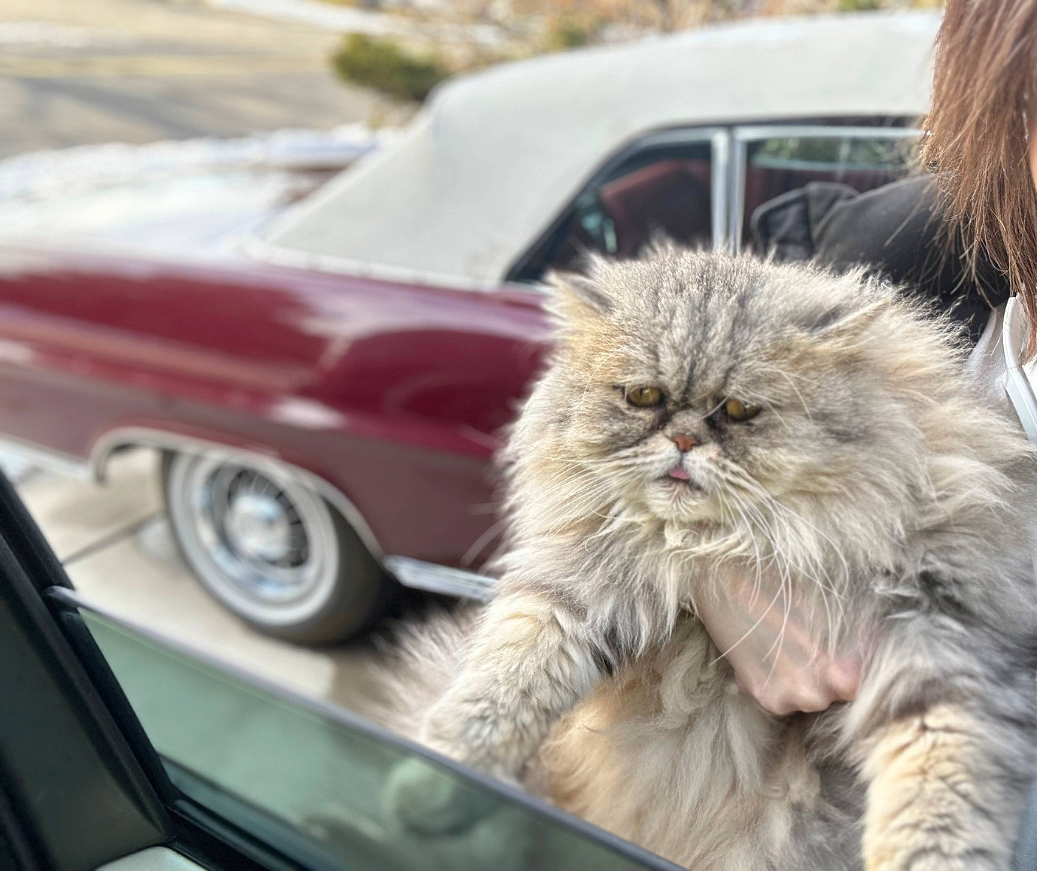 Mr. Miyagi joined the competition — help win amazing prizes! alloy_wheel, automotive_design, automotive_exterior, automotive_lighting, automotive_tire, car, carnivore, cat, felidae, fender, hood, motor_vehicle, personal_luxury_car, rim, small_to_medium_sized_cats, tire, vehicle, wheel, whiskers, window