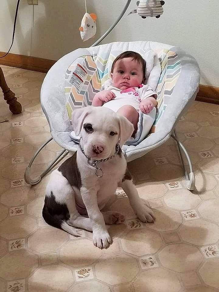 Reko is registered to the contest to win money with this photo: baby, canidae, carnivore, child, comfort, companion_dog, couch, dog, dog_breed, dog_supply, fawn, floor, flooring, lamp, pet_supply, sitting, sporting_group, toddler, toy_dog, working_animal