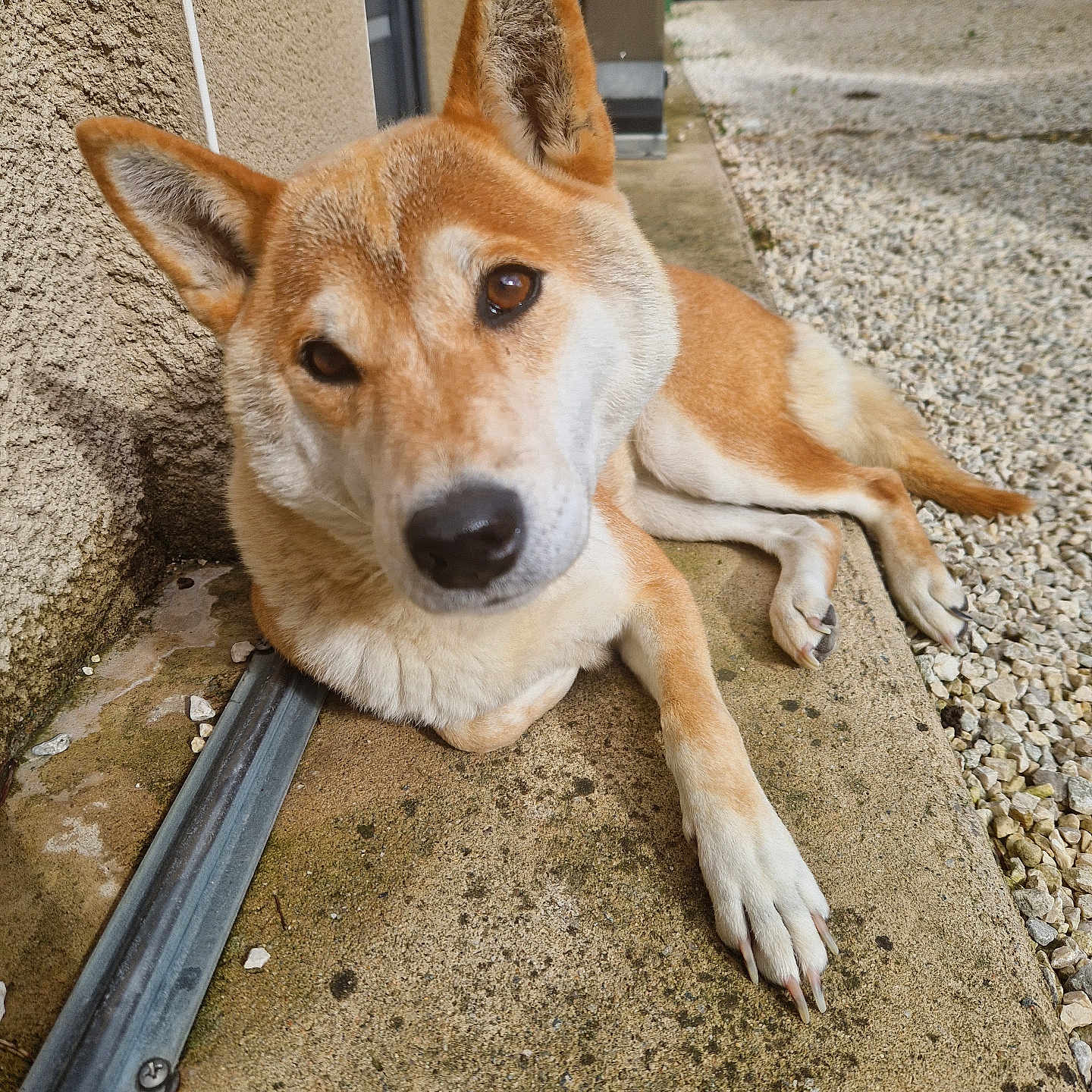 Liu a rejoint le concours — aidez-le/la à gagner de superbes lots ! accessories, animal, canine, cobblestone, dog, flagstone, gravel, hound, husky, leash, path, pebble, pet, puppy, redwolf, road, slate, strap, walkway, wood