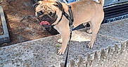 Lulu participe au concours pour gagner de l'argent avec cette photo : automobile, canine, concrete, curled_tail, dog, funny, harness, leash, ledge, mini_cooper, outdoor, parked_car, pet, portrait, pug, standing, street, sunlight, tongue_out, wrinkled_face
