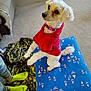 Samantha is registered to the contest to win money with this photo: dog, white_dog, red_hoodie, blue_cushion, sailboat_pattern, carpet, person, yellow_socks, camo_pants, blanket, indoor, pet, cute, small_dog, furniture, floor, seated, attentive, cozy, home