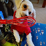 Samantha joined the competition — help win amazing prizes! dog, white_dog, red_hoodie, whisk, kitchen_utensil, batter, carpet, sofa, blanket, socks, footwear, living_room, curious, pet, indoor, furniture, table, blue_blanket, pattern, cozy