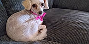 Samantha is registered to the contest to win money with this photo: dog, small_dog, white_dog, pet, collar, pink_bow, couch, textured_fabric, indoor, living_room, furniture, decor, vase, glass_jar, curious, sitting, looking, cozy, home, relaxed