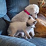 Nelly is registered to the contest to win money with this photo: dog, kitten, cat, pet, couch, furniture, collar, indoor, furry, white_dog, brown_dog, siamese_cat, animal, resting, curious, cozy, closeup, texture, soft, companion