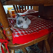 Nelly joined the competition — help win amazing prizes! kitten, cat, blue_eyes, collar, bell, red_cushion, checkered_pattern, wooden_chair, wooden_table, indoor, furniture, carpet, home, cozy, resting, pet, animal, cute, young_cat, domestic_cat