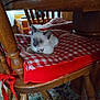 kitten, cat, blue_eyes, collar, bell, red_cushion, checkered_pattern, wooden_chair, wooden_table, indoor, furniture, carpet, home, cozy, resting, pet, animal, cute, young_cat, domestic_cat