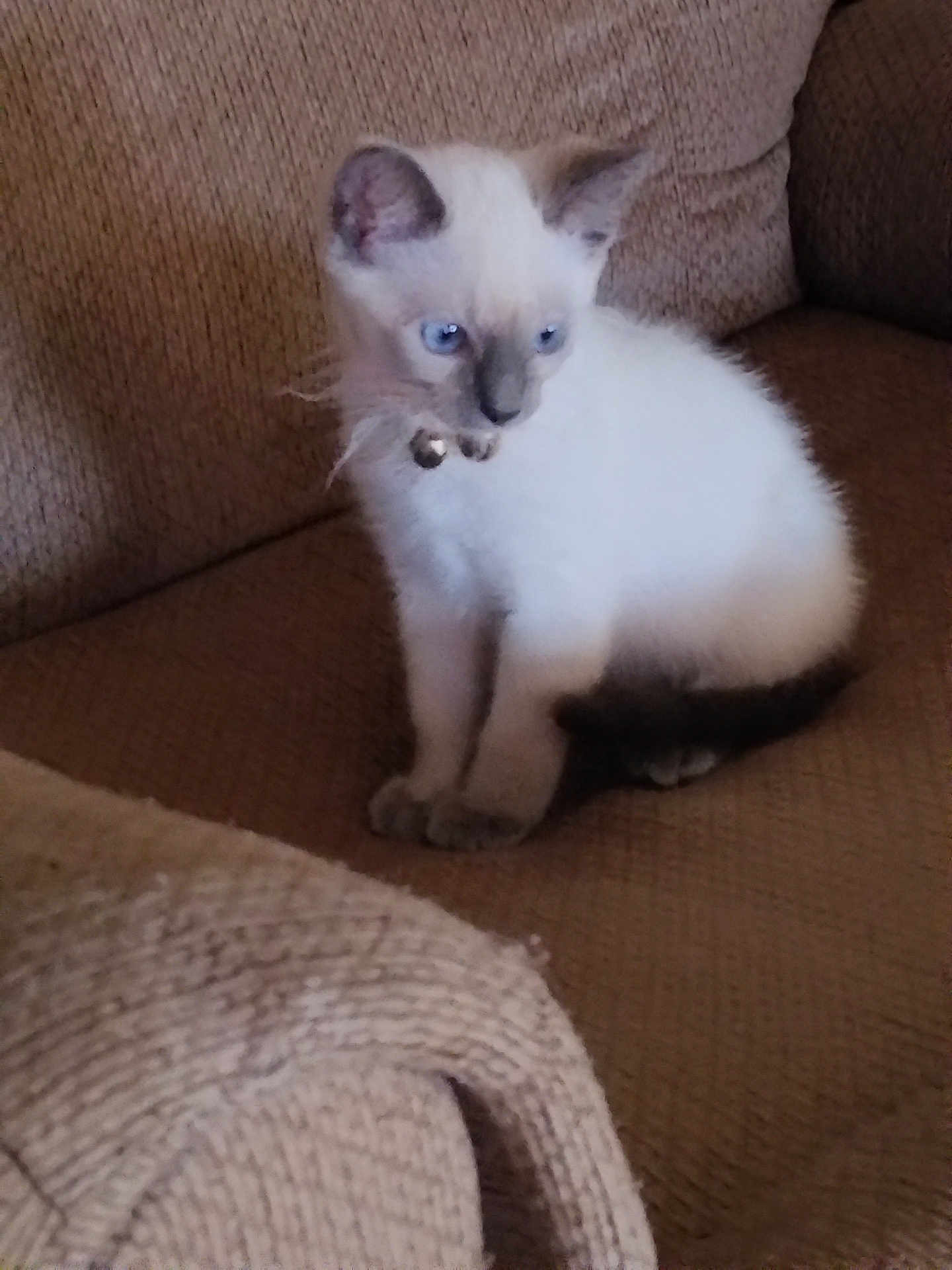 Nelly is registered to the contest to win money with this photo: kitten, cat, siamese, blue_eyes, collar, bell, sitting, couch, brown, textured, blanket, knitted, feline, pet, indoor, young, curious, fur, animal, domestic