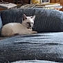 Nelly joined the competition — help win amazing prizes! kitten, cat, animal, pet, indoor, blanket, blue, cozy, furniture, books, decor, small, cute, relaxed, lying_down, fur, whiskers, ears, face, domestic
