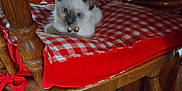 Nelly is registered to the contest to win money with this photo: kitten, cat, blue_eyes, wooden_chair, cushion, checkered_pattern, red_color, indoor, furniture, table, carpet, pet, animal, cozy, curious, resting, domestic, small_animal, fur, collar
