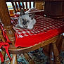 kitten, cat, blue_eyes, wooden_chair, cushion, checkered_pattern, red_color, indoor, furniture, table, carpet, pet, animal, cozy, curious, resting, domestic, small_animal, fur, collar