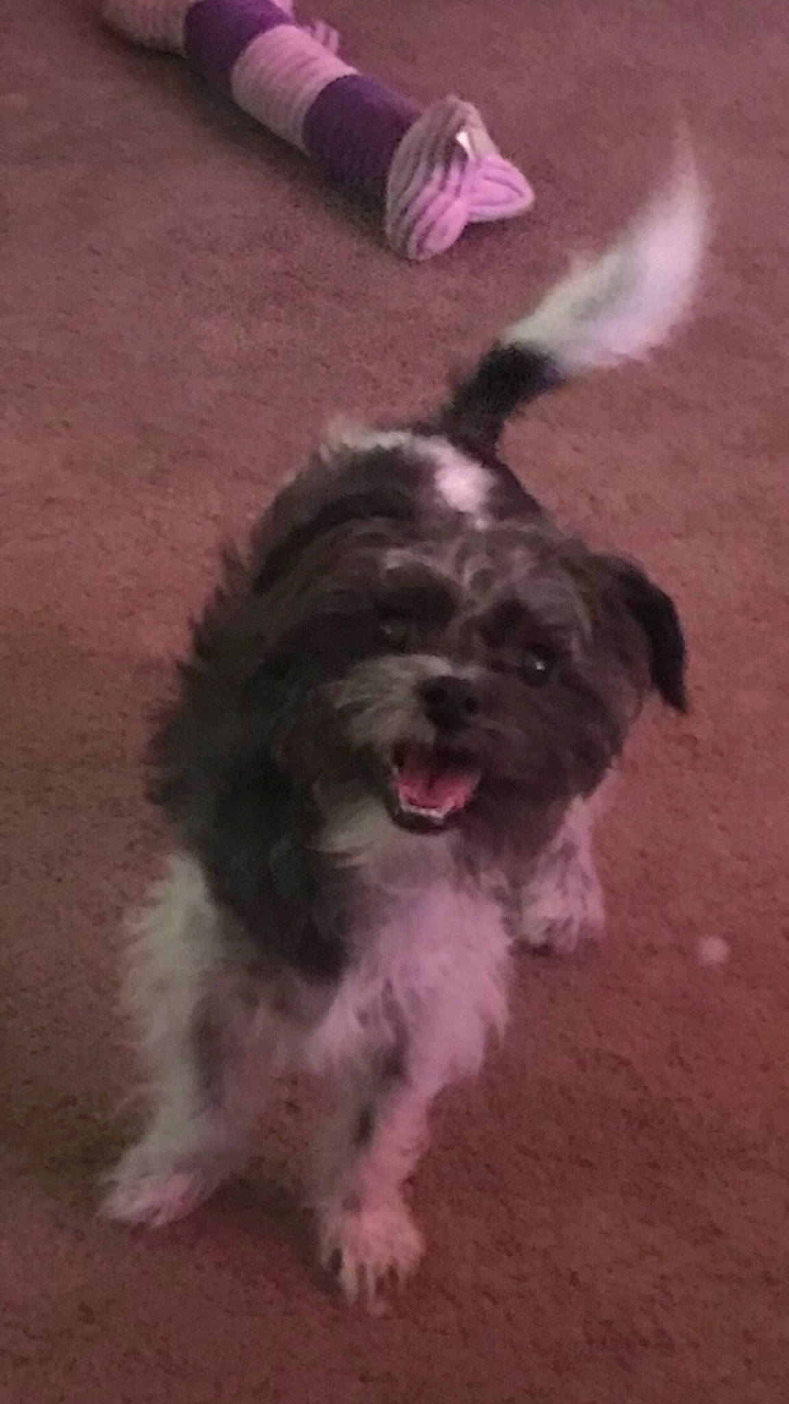 Oreo joined the competition — help win amazing prizes! canidae, carnivore, companion_dog, dog, dog_breed, dog_supply, fur, liver, magenta, maltepoo, non_sporting_group, poodle_crossbreed, small_terrier, snout, sporting_group, terrier, toy_dog, water_dog, working_animal, working_dog