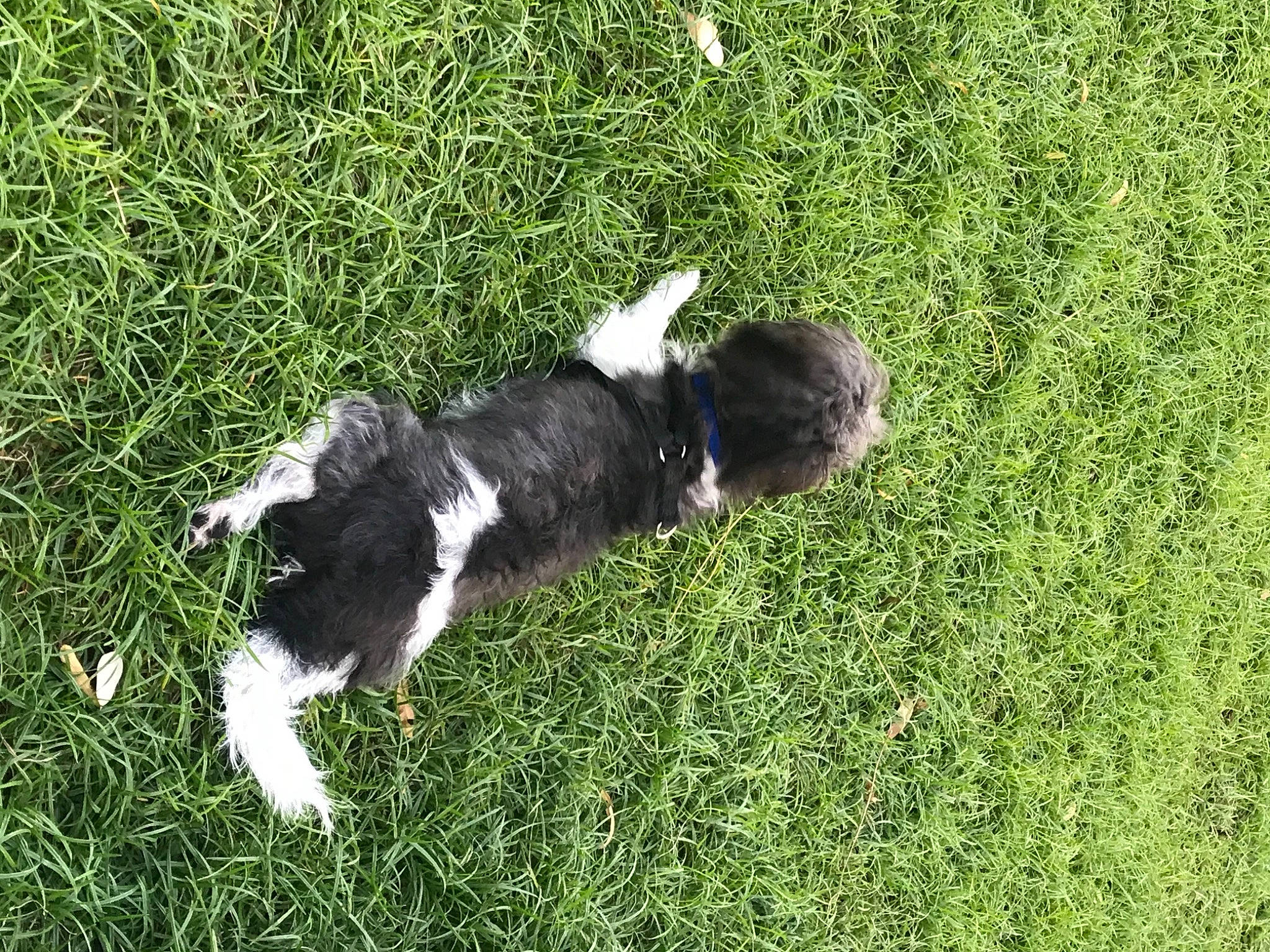 Oreo joined the competition — help win amazing prizes! border_collie, canidae, carnivore, companion_dog, dog, dog_breed, fur, grass, grass_family, grassland, groundcover, herding_dog, lawn, pasture, plant, spaniel, sporting_group, tail, working_animal, working_dog