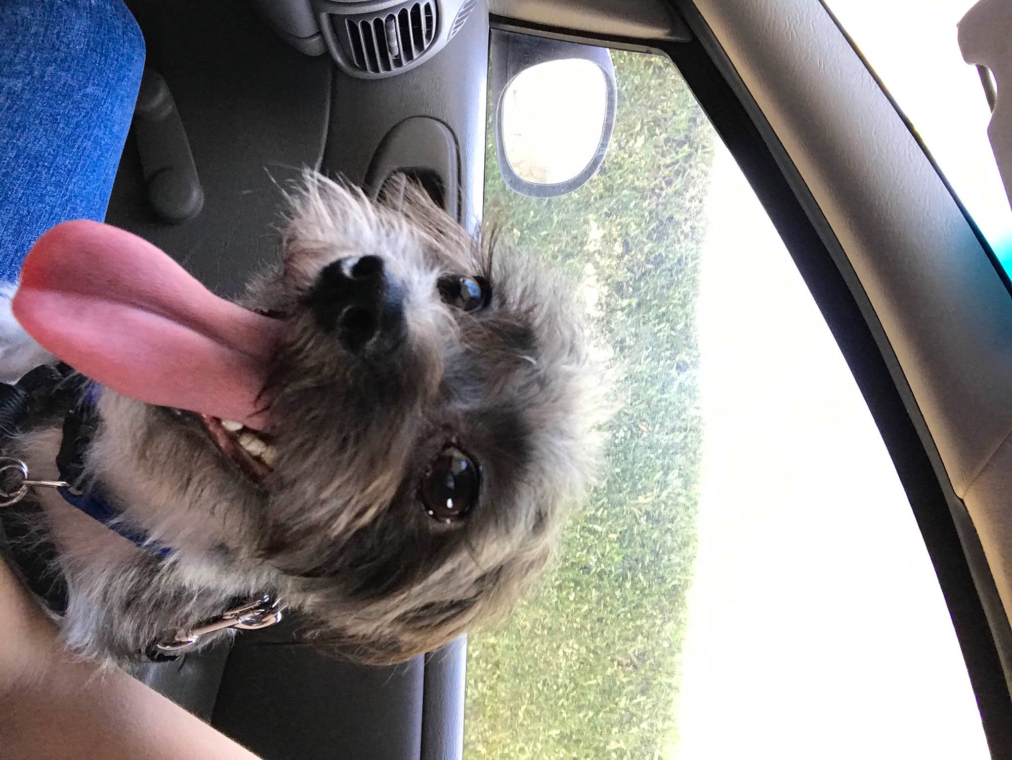 Oreo is registered to the contest to win money with this photo: automotive_mirror, canidae, carnivore, companion_dog, dog, dog_breed, family_car, fawn, fur, light, personal_luxury_car, sporting_group, steering_wheel, toy_dog, vehicle, vehicle_door, window, windscreen_wiper, windshield, working_animal