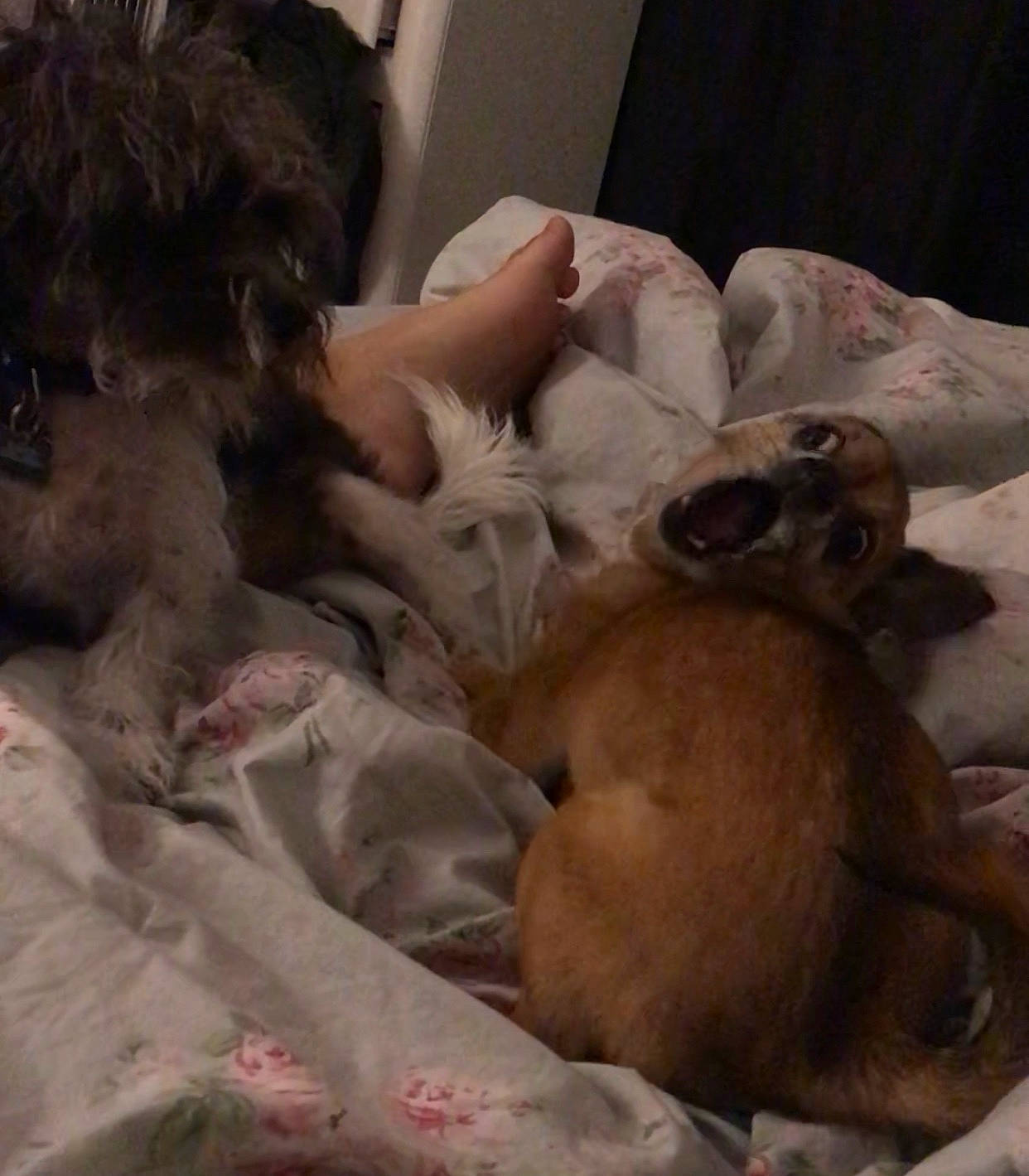 Oreo is registered to the contest to win money with this photo: canidae, carnivore, comfort, companion_dog, dog, dog_breed, fawn, felidae, fur, linens, nap, paw, puppy, puppy_love, sleep, small_to_medium_sized_cats, sporting_group, terrestrial_animal, toy_dog, working_animal