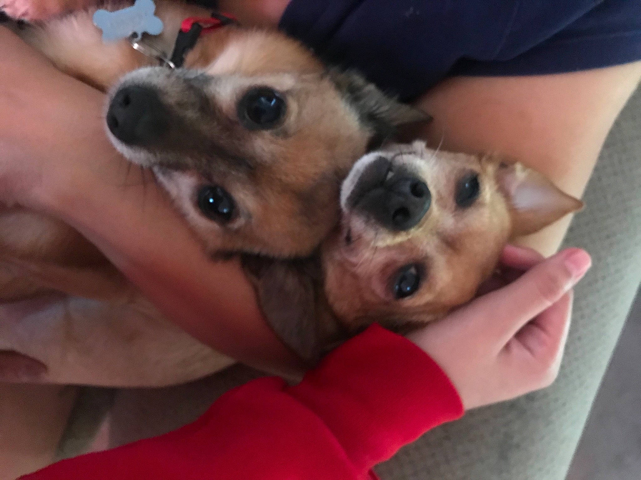 Lola joined the competition — help win amazing prizes! canidae, carnivore, comfort, companion_dog, dog, dog_breed, dog_supply, ear, eye, fawn, finger, fur, gesture, hand, nail, paw, selfie, snout, sporting_group, whiskers