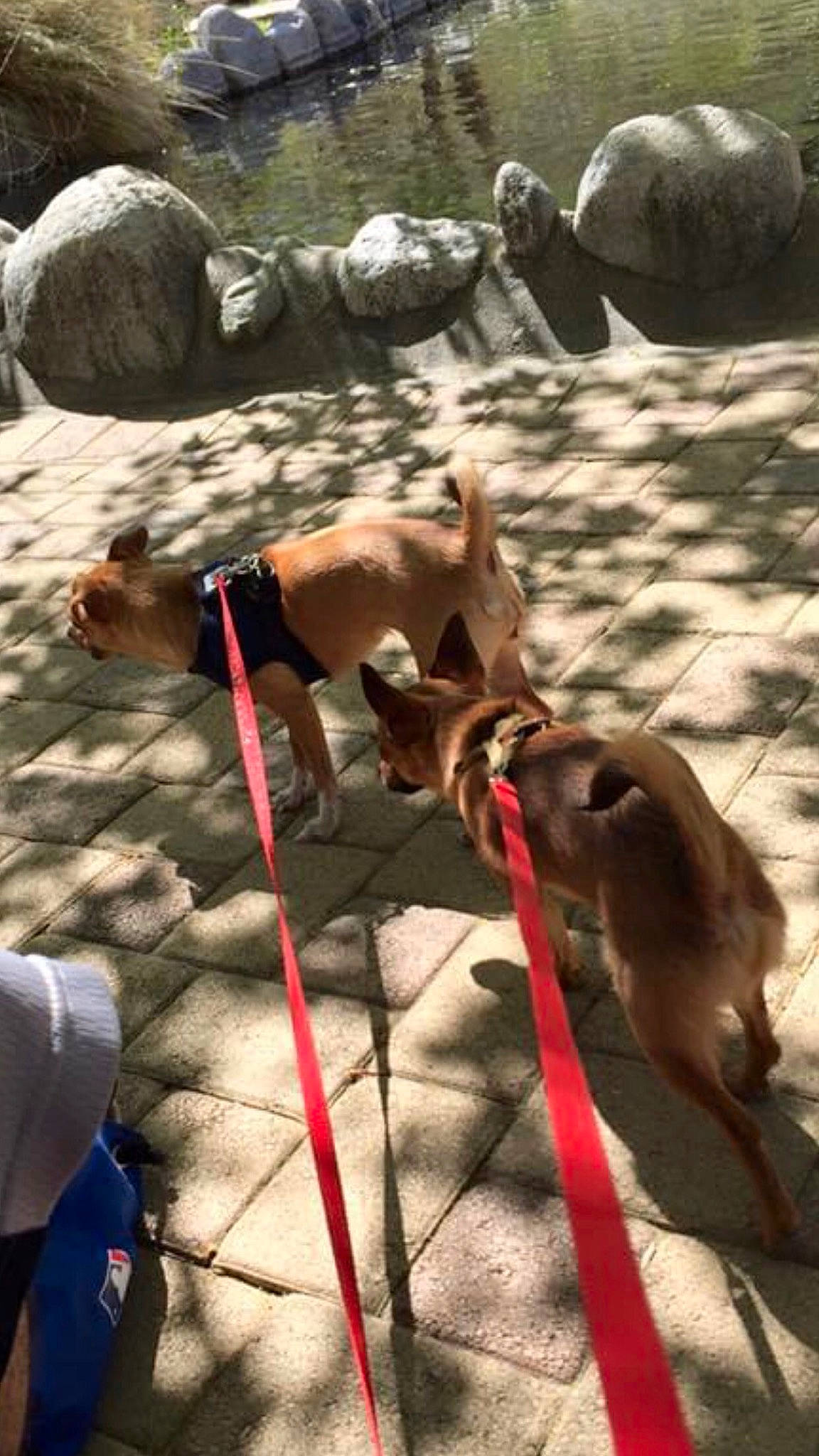 Lola is registered to the contest to win money with this photo: adventure, carnivore, collar, companion_dog, dog, dog_breed, dog_collar, fashion_accessory, fawn, fun, leash, leisure, pet_supply, recreation, rock_climbing_equipment, snout, soil, sporting_group, tail, working_animal