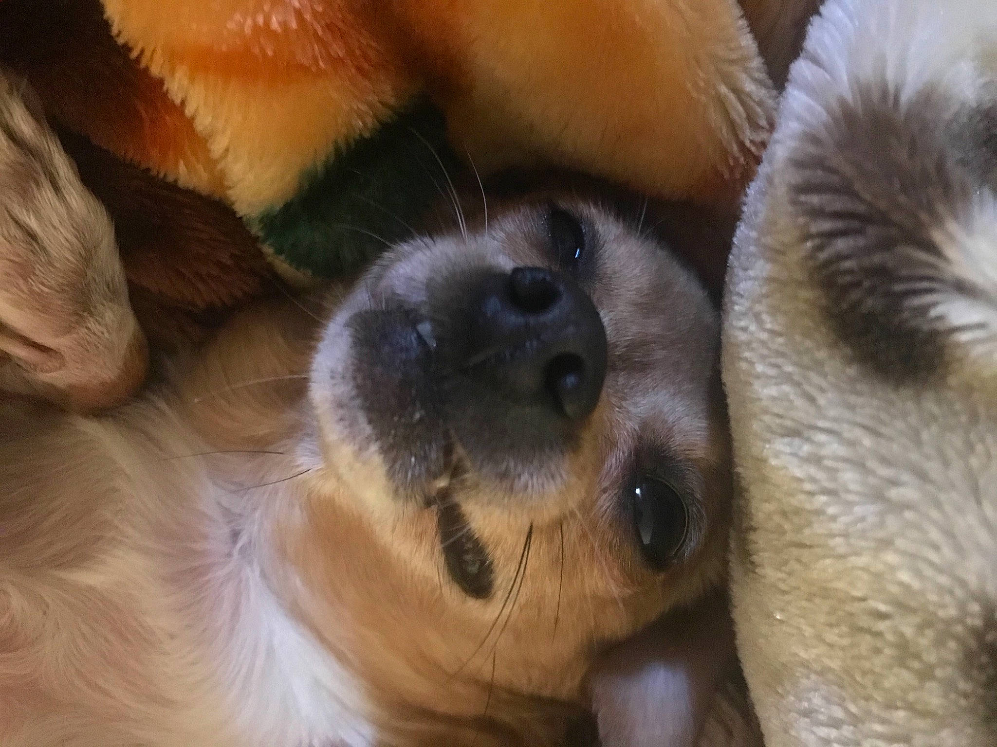 Lola joined the competition — help win amazing prizes! ancient_dog_breeds, canidae, carnivore, claw, close_up, companion_dog, dog, dog_breed, eyelash, fawn, fur, paw, snout, sporting_group, tail, terrestrial_animal, whiskers, wildlife