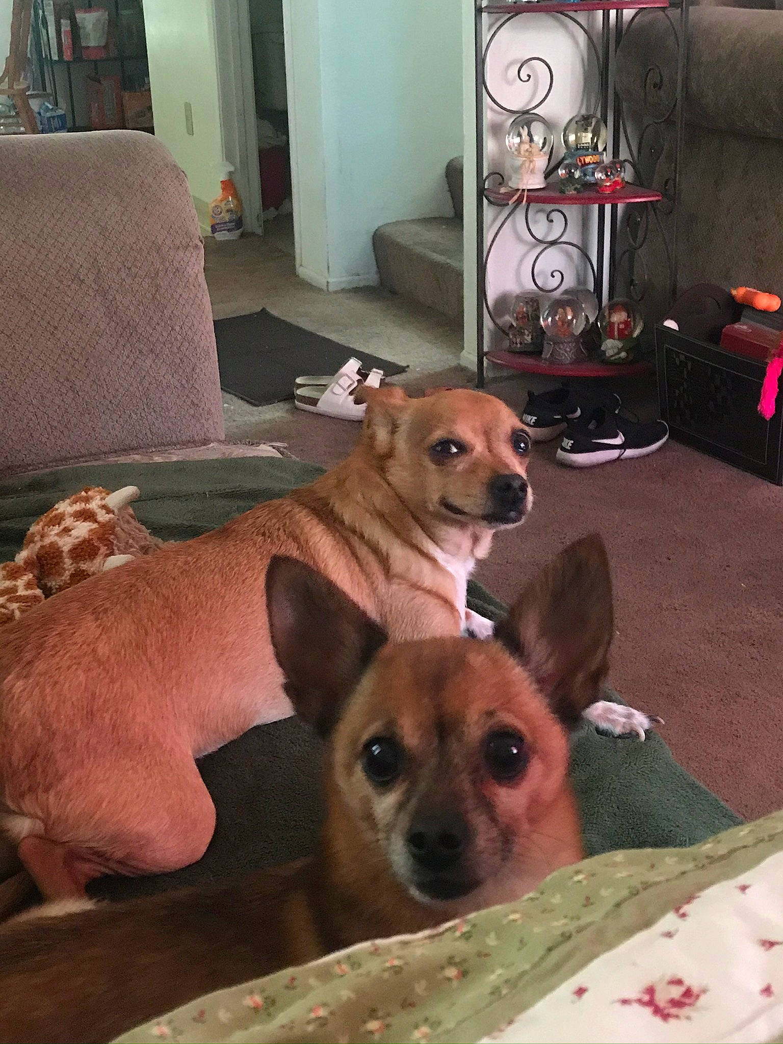 Lola is registered to the contest to win money with this photo: carnivore, chair, comfort, companion_dog, couch, dog, dog_breed, dog_supply, fawn, flooring, furniture, hardwood, living_room, mammal, picture_frame, room, snout, toy_dog, whiskers, working_animal