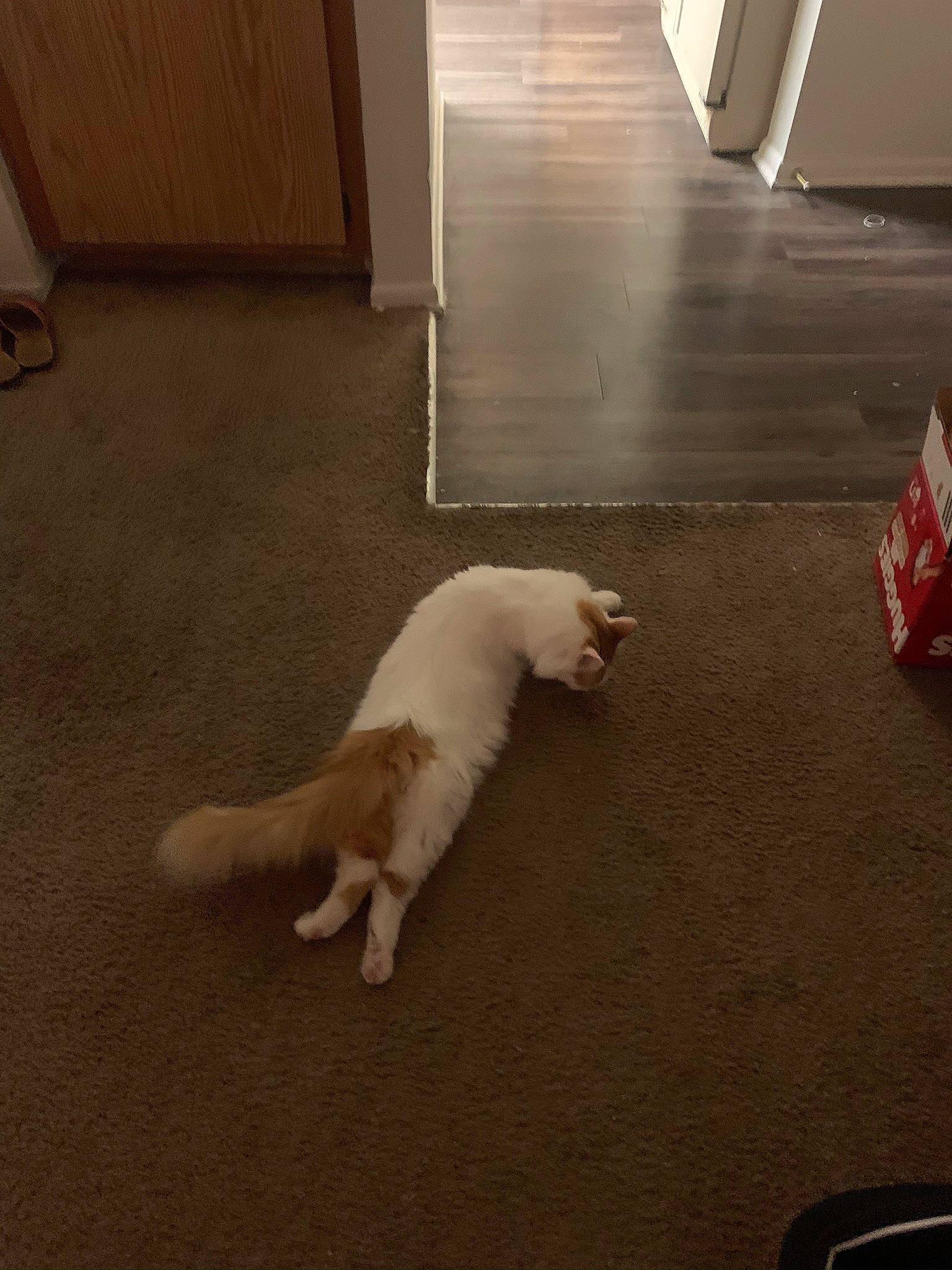 Mr Mittens joined the competition — help win amazing prizes! carnivore, cat, comfort, companion_dog, dog, dog_breed, fawn, felidae, floor, flooring, fur, hardwood, laminate_flooring, room, small_to_medium_sized_cats, sporting_group, tail, toy_dog, whiskers, wood